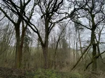 Prodej lesa, Městečko Trnávka - Lázy, 856 m2