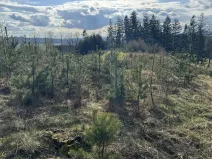 Prodej lesa, Pecka, 35108 m2