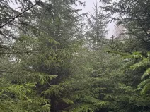 Prodej podílu lesa, Vlastec, 2339 m2