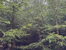 Prodej podílu lesa, Vlastec, 2339 m2