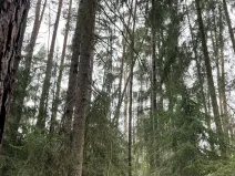 Prodej lesa, Plzeň, 5650 m2