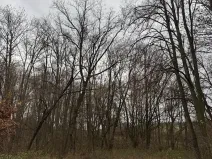 Prodej lesa, Čejkovice, 8895 m2