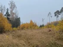 Prodej podílu lesa, Úboč, 4513 m2