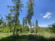 Prodej lesa, Kropáčova Vrutice - Sušno, 15167 m2