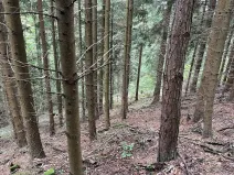 Dražba lesa, Záhoří, 3816 m2