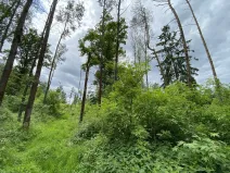 Prodej lesa, Blížejov - Lštění, 4481 m2