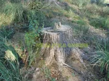 Prodej lesa, Hradčovice, 1887 m2