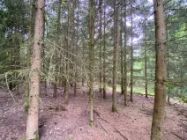 Prodej lesa, Blížejov - Lštění, 6627 m2