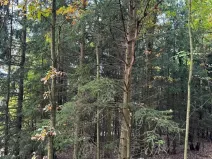 Prodej lesa, Chrášťany, 11900 m2