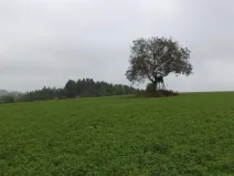 Prodej pozemku, Nové Hrady, 2679 m2