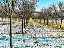 Pronájem sadu/vinice, Komňa, 50600 m2