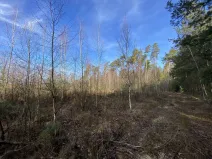 Prodej lesa, Veliny, 5028 m2