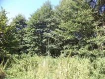 Dražba pozemku, Stonava, 4529 m2