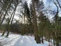 Prodej lesa, Volfířov - Brandlín, 406 m2