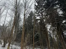 Prodej lesa, Janová, 7449 m2