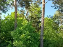 Prodej lesa, Lipník, 2058 m2