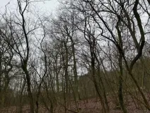 Prodej lesa, Libotenice, 63021 m2