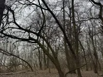 Prodej lesa, Veselí nad Moravou, 2272 m2