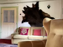 Prodej chalupy, Police nad Metují, 249 m2