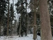 Prodej lesa, Olešník, 5100 m2