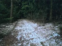 Prodej lesa, Červená Řečice, 52 m2