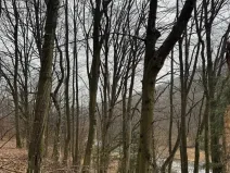 Prodej lesa, Huslenky, 16650 m2