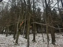 Prodej lesa, Vlčková, 3331 m2