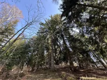 Prodej lesa, Plavy, 32050 m2