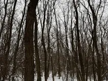 Prodej podílu lesa, Nikolčice, 3584 m2