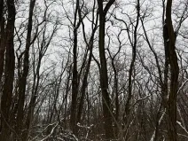 Prodej podílu lesa, Nikolčice, 3584 m2