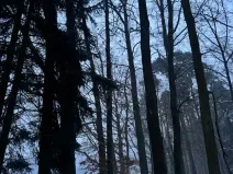 Prodej podílu lesa, Horšovský Týn, 4280 m2