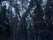 Prodej podílu lesa, Horšovský Týn, 4280 m2