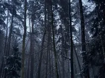 Prodej podílu lesa, Horšovský Týn, 4280 m2