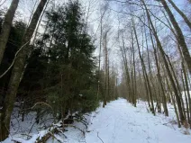 Prodej lesa, Volfířov - Brandlín, 3892 m2