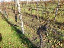 Dražba pozemku, Velké Bílovice, 1672 m2