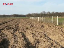 Prodej sadu/vinice, Nové Dvory, 9979 m2