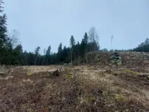 Prodej lesa, Široký Důl, 1408 m2