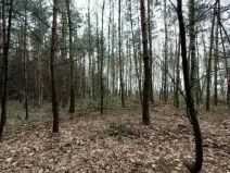 Prodej lesa, Morašice, 11313 m2