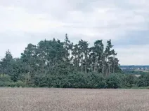 Prodej lesa, Boskovštejn, 2506 m2