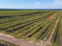 Prodej pole, Velké Bílovice, 3706 m2