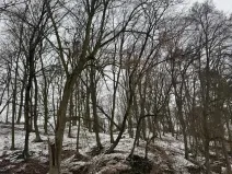 Prodej lesa, Vysoká, 5445 m2