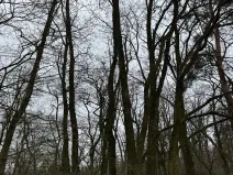 Prodej podílu lesa, Dolní Beřkovice, 1050 m2