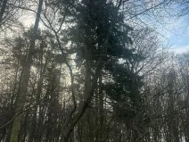 Prodej lesa, Jílové u Prahy, 15458 m2