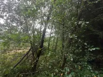 Prodej lesa, Otín, 928 m2