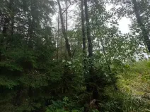 Prodej lesa, Otín, 928 m2