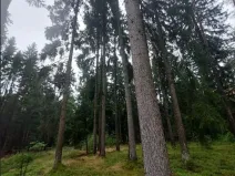 Prodej lesa, Otín, 829 m2