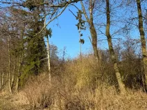 Prodej lesa, Nový Malín, 8466 m2