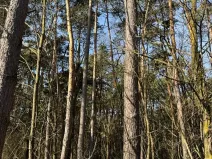 Prodej lesa, Vracov, 3963 m2