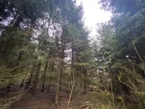 Prodej lesa, Blížejov - Lštění, 6627 m2