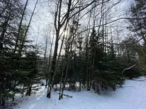 Prodej pozemku, Volfířov - Brandlín, 5958 m2